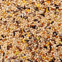 غذای ثابت روزانه فنچ مدل بول میکس