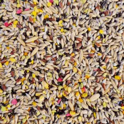 غذای ویژه روزانه قناری دلیسید مدل کرون میکس