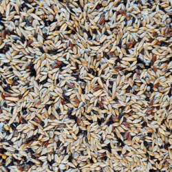 غذای پایه روزانه قناری دلیسید مدل کرست میکس