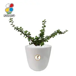 گیاه طبیعی خرفه زینتی (کراسولا) متوسط گلباران