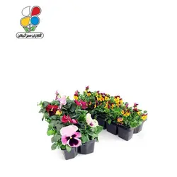 بذر گل بنفشه الوان بسته 3 عددی مدل GPSF7L