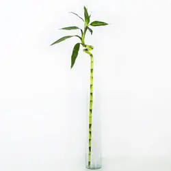 گیاه آپارتمانی لاکی بامبو کد 18152