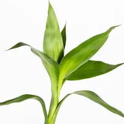 گیاه آپارتمانی لاکی بامبو کد 18152