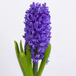 گلدان گل سنبل بنفش کد 4830