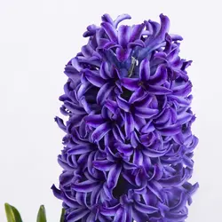 گلدان گل سنبل بنفش کد 4830