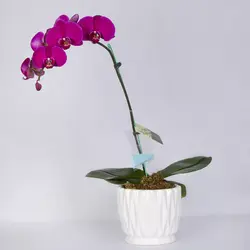 گلدان گل ارکیده بنفش کد 4700