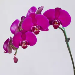 گلدان گل ارکیده بنفش کد 4700