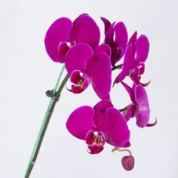 گلدان گل ارکیده بنفش کد 4700