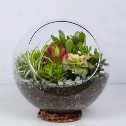 گیاه تراریوم کاکتوس کد 4730