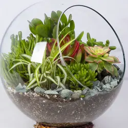 گیاه تراریوم کاکتوس کد 4730