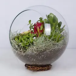 گیاه تراریوم کاکتوس کد 4730