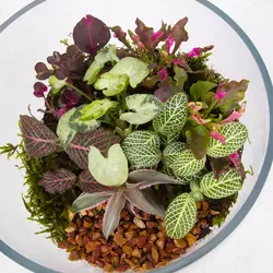 تراریوم شیشه ای کد 4750