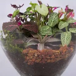 تراریوم شیشه ای کد 4750