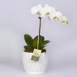 گلدان گل ارکیده سفید کد 4760