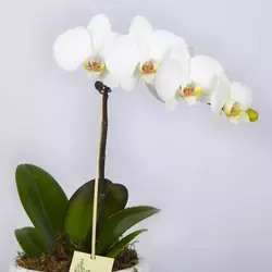 گلدان گل ارکیده سفید کد 4760