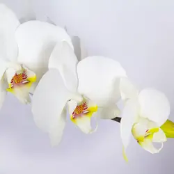 گلدان گل ارکیده سفید کد 4760