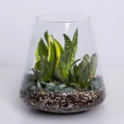 گیاه تراریوم کاکتوس کد 4690