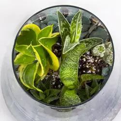 گیاه تراریوم کاکتوس کد 4690