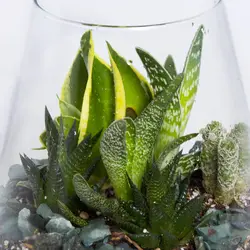 گیاه تراریوم کاکتوس کد 4690