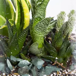 گیاه تراریوم کاکتوس کد 4690