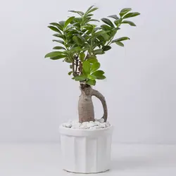 گیاه آپارتمانی بونسای جنسینگ کد 4410