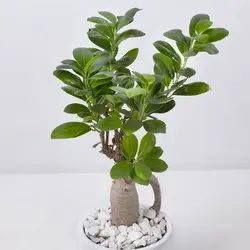 گیاه آپارتمانی بونسای جنسینگ کد 4410