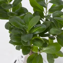 گیاه آپارتمانی بونسای جنسینگ کد 4410