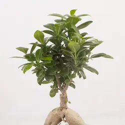 گیاه آپارتمانی بونسای جنسینگ کد 4400