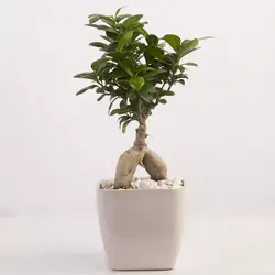 گیاه آپارتمانی بونسای جنسینگ کد 4400