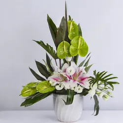 گلدان گل کوچک آنتوریوم کد 1450