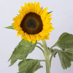 شاخه گل آفتابگردان