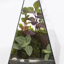 باغ شیشه ای تراریوم کوچک (فیتونیا)- کد 4290