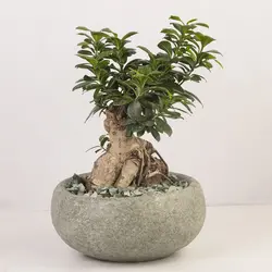 گیاه آپارتمانی بونسای جنسينگ کد 4470