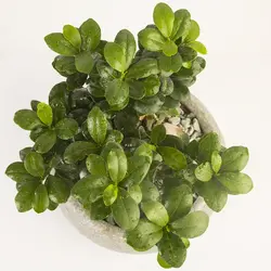 گیاه آپارتمانی بونسای جنسينگ کد 4470