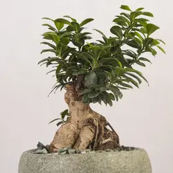 گیاه آپارتمانی بونسای جنسينگ کد 4470