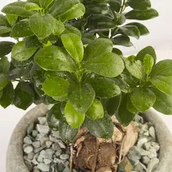 گیاه آپارتمانی بونسای جنسينگ کد 4470