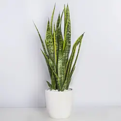 گیاه آپارتمانی سانسوریا - کد 1320