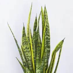 گیاه آپارتمانی سانسوریا - کد 1320