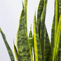 گیاه آپارتمانی سانسوریا - کد 1320