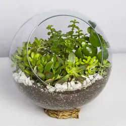 گیاه آپارتمانی تراریوم کاکتوس - کد 4260