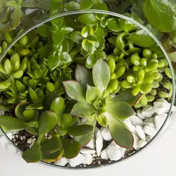 گیاه آپارتمانی تراریوم کاکتوس - کد 4260