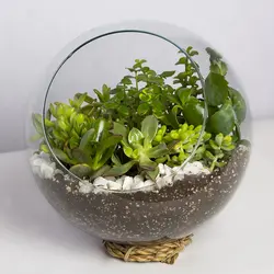 گیاه آپارتمانی تراریوم کاکتوس - کد 4260