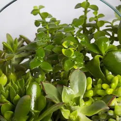 گیاه آپارتمانی تراریوم کاکتوس - کد 4260