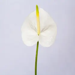 شاخه گل آنتوریوم سفید
