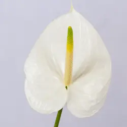 شاخه گل آنتوریوم سفید