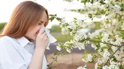 رینیت آلرژیک فصلی و نقش آپی تراپی - مرکز توسعه زنبور‌درمانی ایرانیان