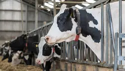 آپی تراپی در دامپزشکی - مرکز توسعه زنبور‌درمانی ایرانیان