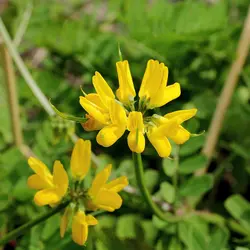 بذر عدس الملک