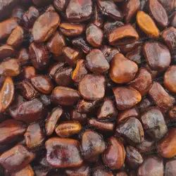 هسته تمر هندی