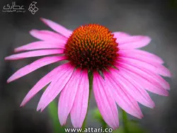 گیاه سرخارگل اکیناسه